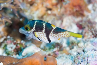 「シマキンチャクフグ」のサムネイル画像