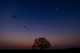 「ハルニレの木」のサムネイル画像