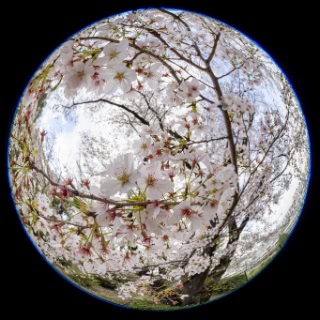 「ソメイヨシノ(染井吉野)」のサムネイル画像