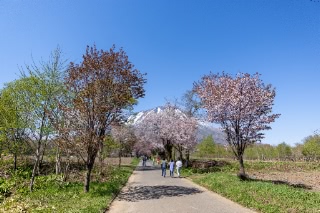 「オオヤマザクラ(エゾヤマザクラ,ベニヤマザクラ)」のサムネイル画像