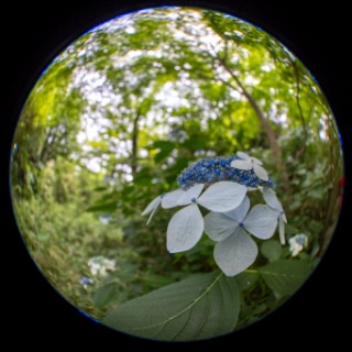 「ガクアジサイ(額紫陽花)」のサムネイル画像