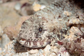 「マダラエソ」のサムネイル画像