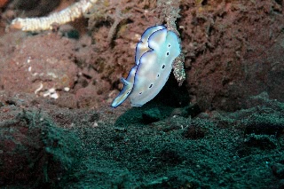 「ヒョウモンウミウシ」のサムネイル画像