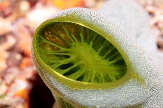 「チャツボボヤ」のサムネイル画像