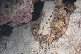 「ミミガイ」のサムネイル画像