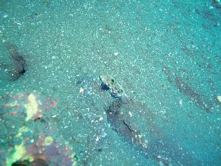 「カニハゼ」のサムネイル画像