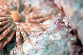 「エビの仲間」のサムネイル画像