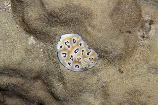 「ヒョウモンウミウシ」のサムネイル画像