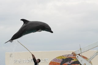 「ミナミバンドウイルカ(ミナミハンドウイルカ)」のサムネイル画像