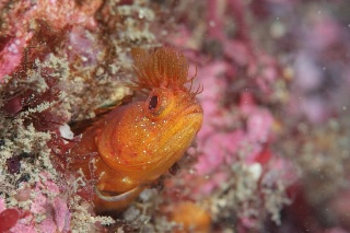 「アライソコケギンポ」のサムネイル画像