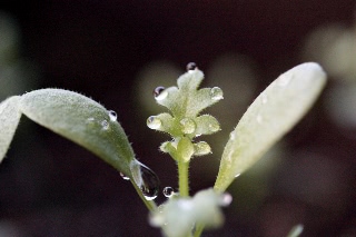 「ネモフィラ」のサムネイル画像