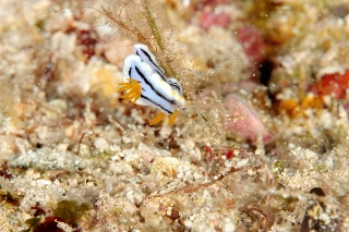 「ウミウシの仲間」のサムネイル画像