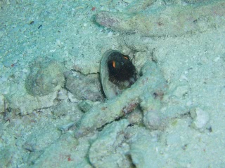 「ゴールドスペックジョーフィッシュ(gold-specs jawfish)」のサムネイル画像