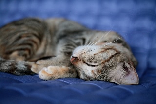 「ネコ」のサムネイル画像