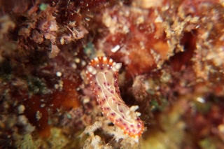 「セトイロウミウシ」のサムネイル画像