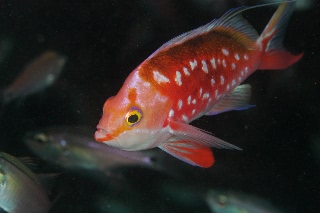 「サクラダイ」のサムネイル画像