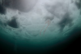 「トガリテマリクラゲ」のサムネイル画像