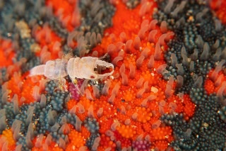 「ソメワケウミクワガタ」のサムネイル画像