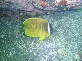 「チョウチョウウオ(Butterflyfish)」のサムネイル画像