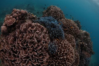 「無題」のサムネイル画像
