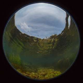 「フサカジカ」のサムネイル画像