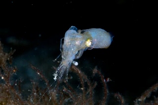 「ヒメイカ」のサムネイル画像