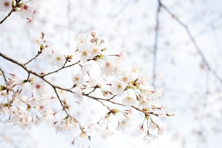 「ソメイヨシノ(染井吉野)」のサムネイル画像