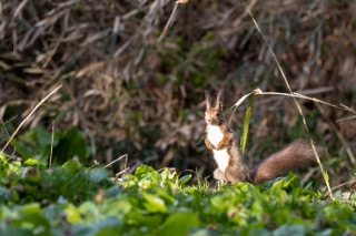 「エゾリス」のサムネイル画像