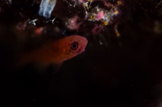 「無題」のサムネイル画像