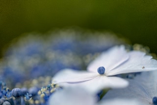 「ガクアジサイ(額紫陽花)」のサムネイル画像