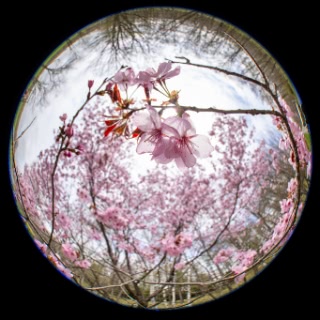 「オオヤマザクラ(エゾヤマザクラ,ベニヤマザクラ)」のサムネイル画像