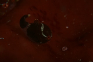 「ダンゴウオ(Lumpfish)」のサムネイル画像