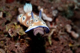 「ヒョウモンウミウシ」のサムネイル画像