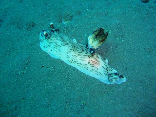 「ブッシュドノエルウミウシ」のサムネイル画像