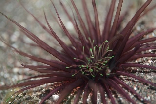 「イソギンチャクの仲間」のサムネイル画像