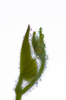 「朝顔」のサムネイル画像