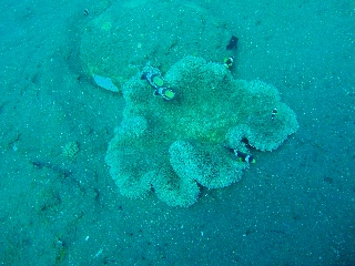 「セバエアネモネフィッシュ」のサムネイル画像