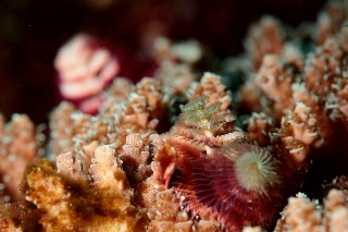 「イバラカンザシ(Christmas tree worm)」のサムネイル画像