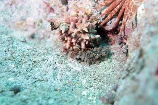 「ナマコの仲間」のサムネイル画像