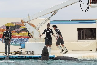 「ミナミバンドウイルカ(ミナミハンドウイルカ)」のサムネイル画像