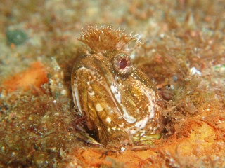 「イソギンポ？」のサムネイル画像