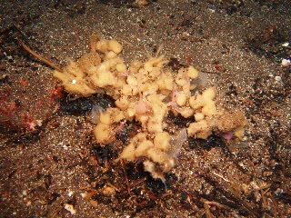 「モクズショイ」のサムネイル画像