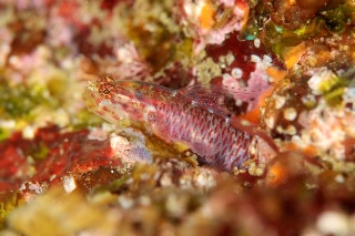 「無題」のサムネイル画像