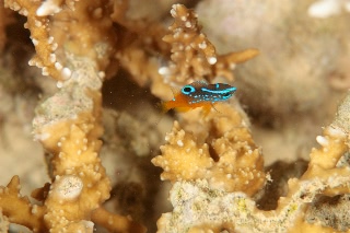 「スズメダイモドキ(Sweetlip Damsel)」のサムネイル画像