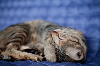 「ネコ」のサムネイル画像