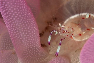 「ハクセンアカホシカクレエビ(ドフライニアシュリンプ)」のサムネイル画像