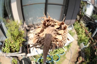 「TITAN(タイタン)」のサムネイル画像