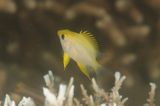 「イエローリップダムセル (yellow rip damsel)」のサムネイル画像