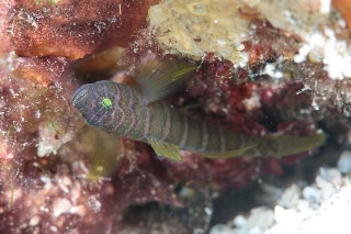 「ベンケイハゼ」のサムネイル画像