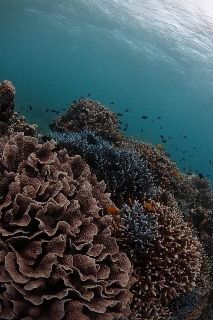 「無題」のサムネイル画像